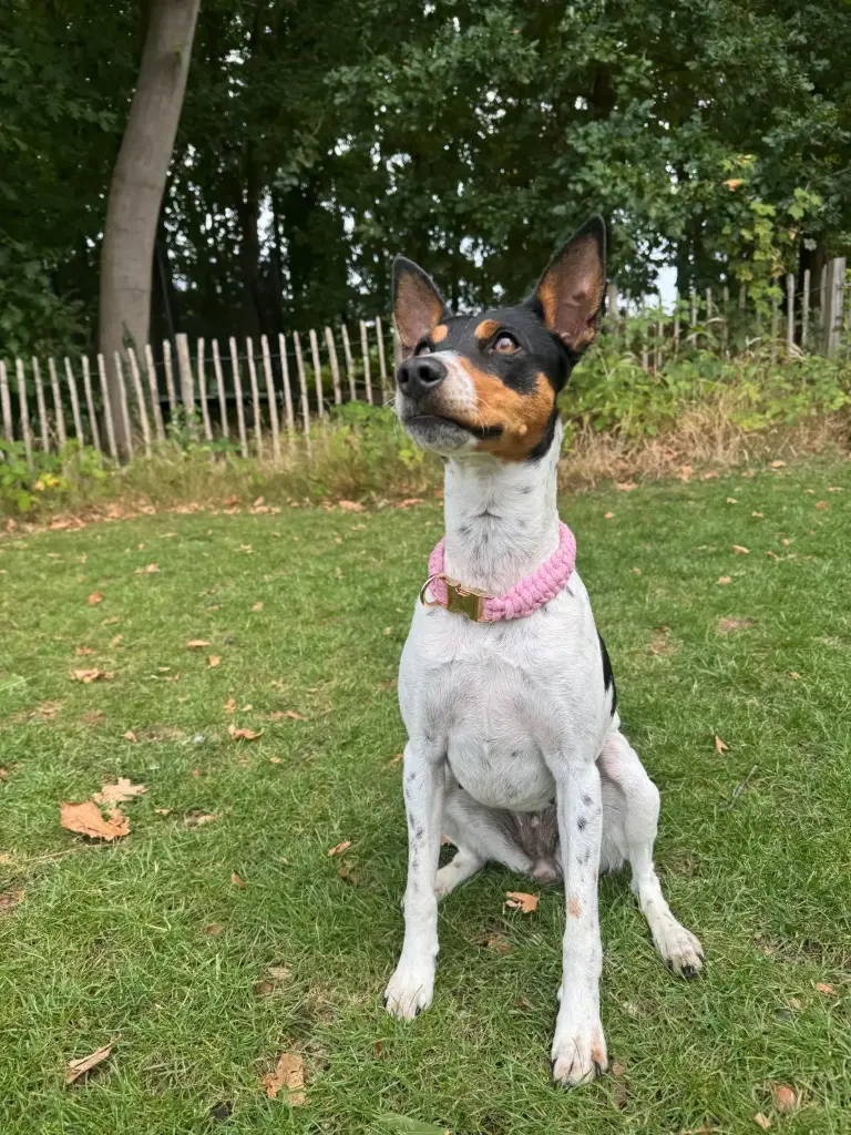 Zelfgemaakte halsband