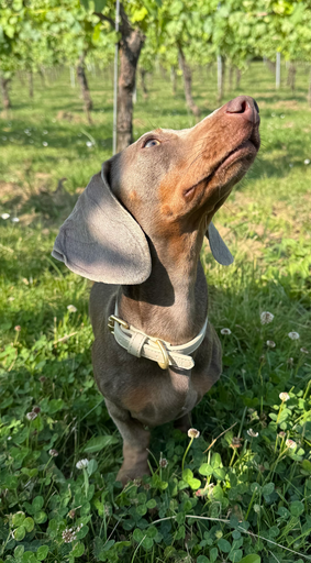 Vegan Leren Halsband