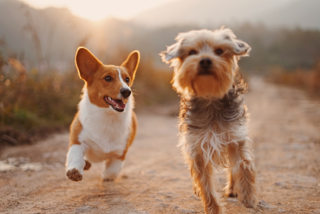 honden spelen schattig zomer esthetiek